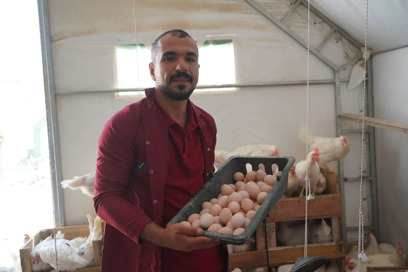 Adıyaman Yumurta Üretimi