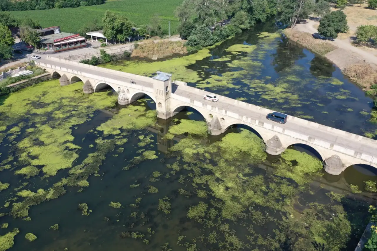 Tunca Nehri'nin yüzeyinin büyük bir kısmı yosun ve su mercimekleriyle kaplandı