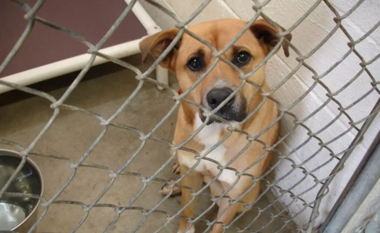 Manisa'da sahiplendiği köpekleri sokağa bırakan kişiye 172 bin lira ceza