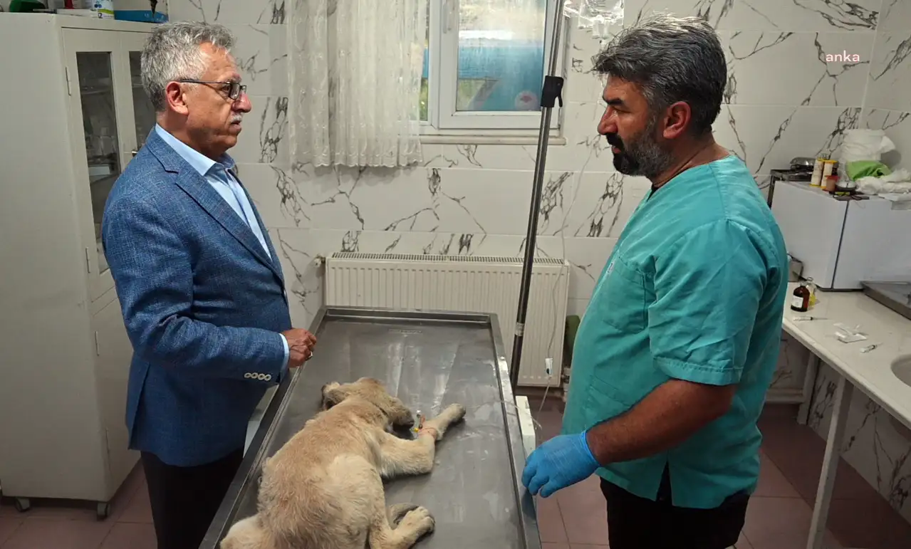 Yozgat Belediye Başkanı Arslan: Sırf hayvanların sayısını azaltmak için öldürülmelerine izin vermeyeceğim