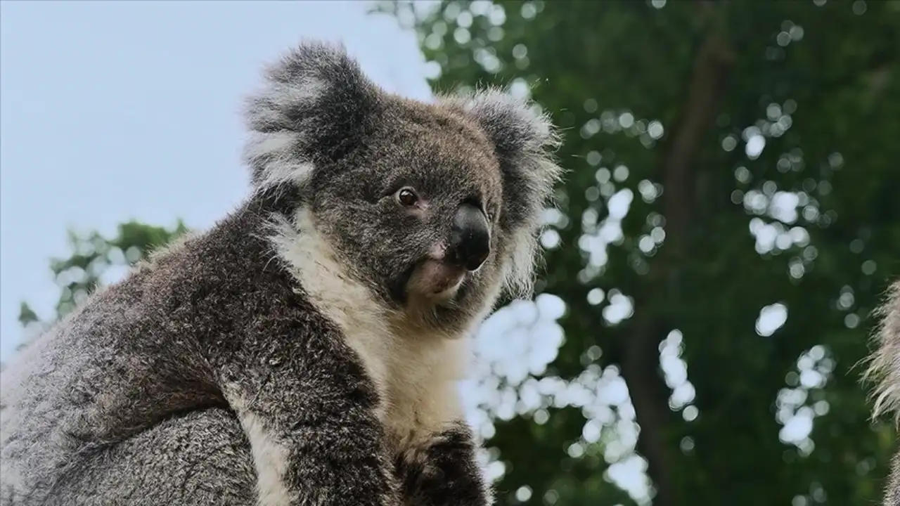 Avustralya'da koala nüfusunun azalmasına yol açan salgın için yeni aşı onaylandı