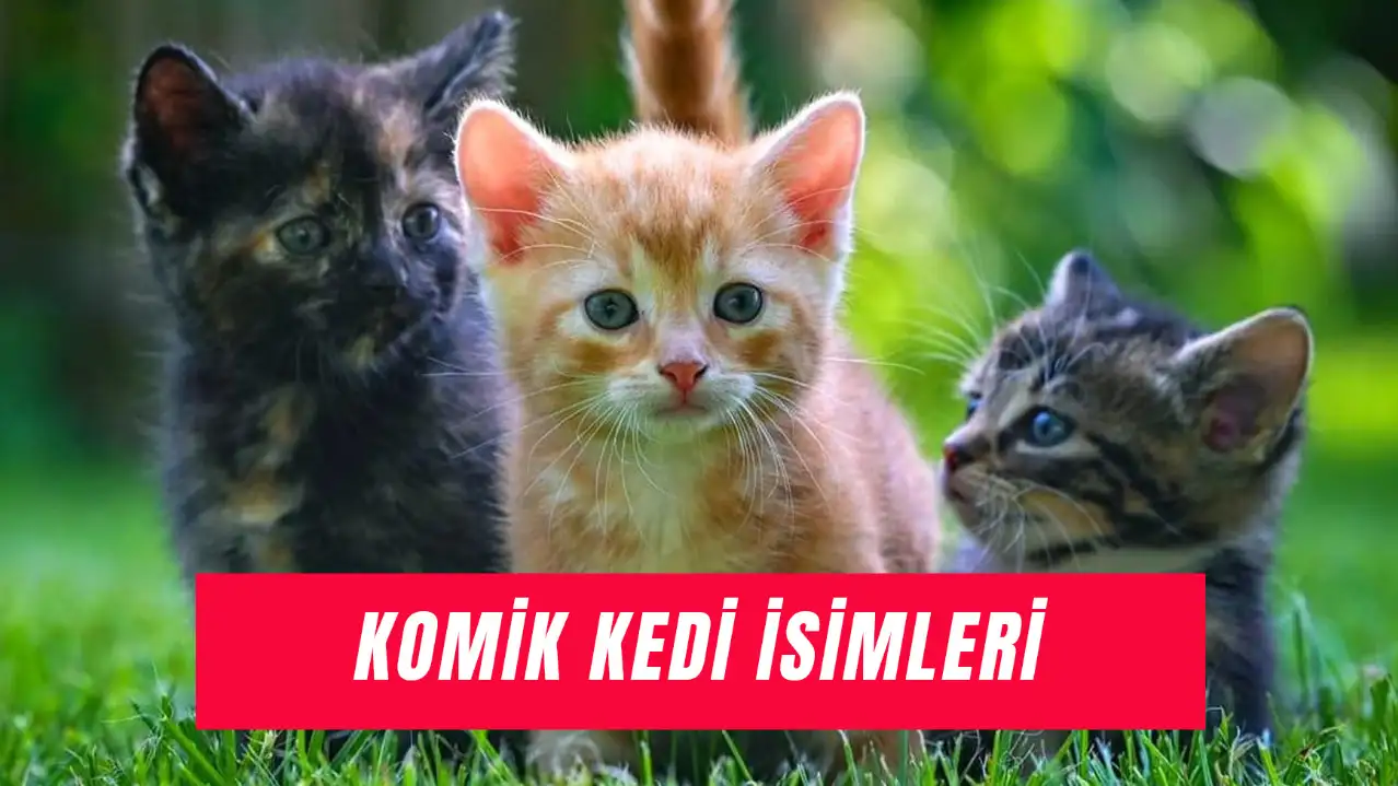 Komik Kedi İsimleri Nelerdir? Dişi ve Erkek Trol İsimler!