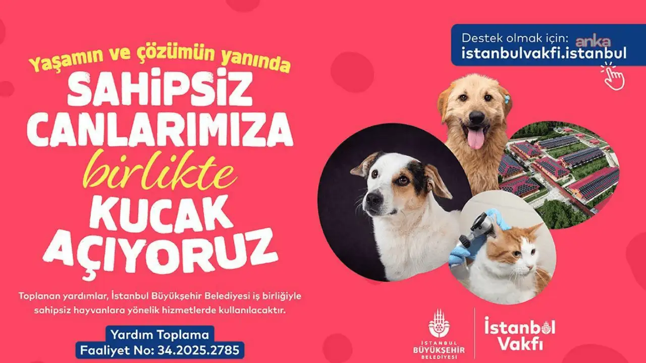 İBB ve İstanbul Vakfı'ndan sahipsiz hayvanlar için destek kampanyası