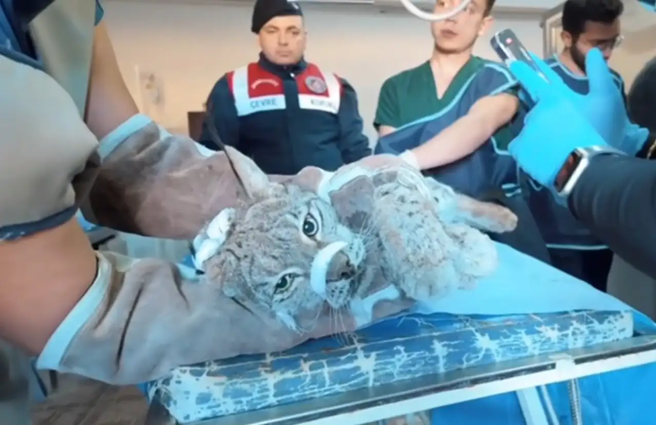 Van'da bitkin halde bulunan vaşak koruma altına alındı