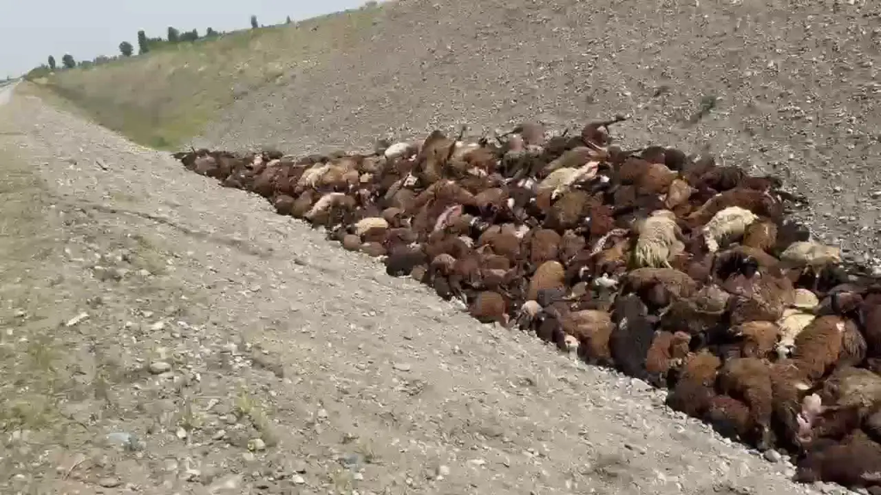 Arı saldırısından kaçan koyunlar birbirini ezdi: 400 koyun öldü, 5 kişi yaralandı