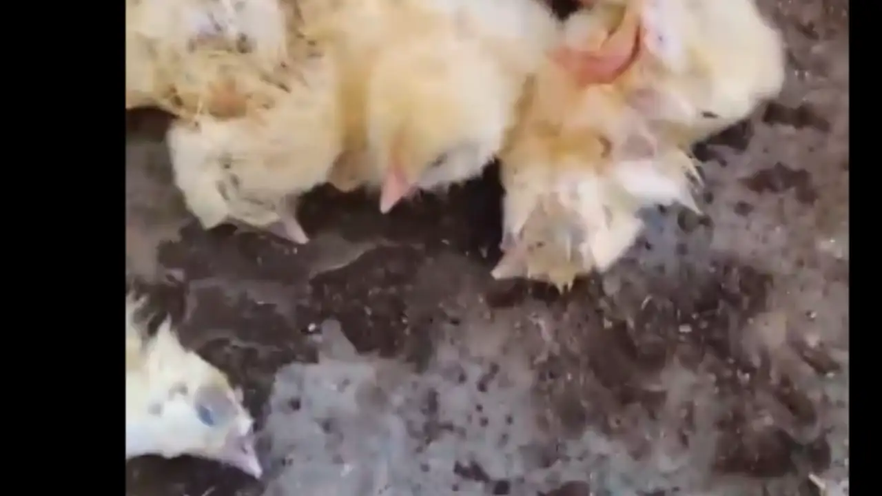 Bu görüntüler Türkiye'den: Doğduklarında ölüme gönderiliyorlar