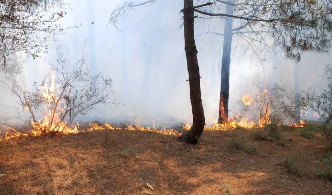Tokat'ta çıkan orman yangınına müdahale ediliyor