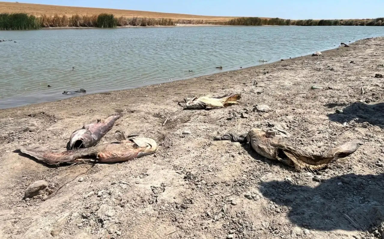 Tekirdağ'da su seviyesi düşen gölette oksijensiz kalan balıklar öldü