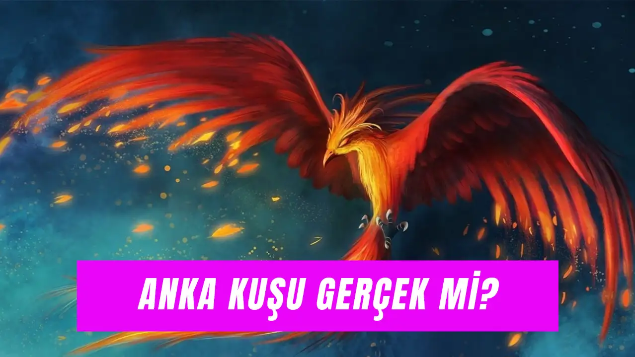 Anka Kuşu Gerçek mi? Kur'an’da Geçiyor Mu?
