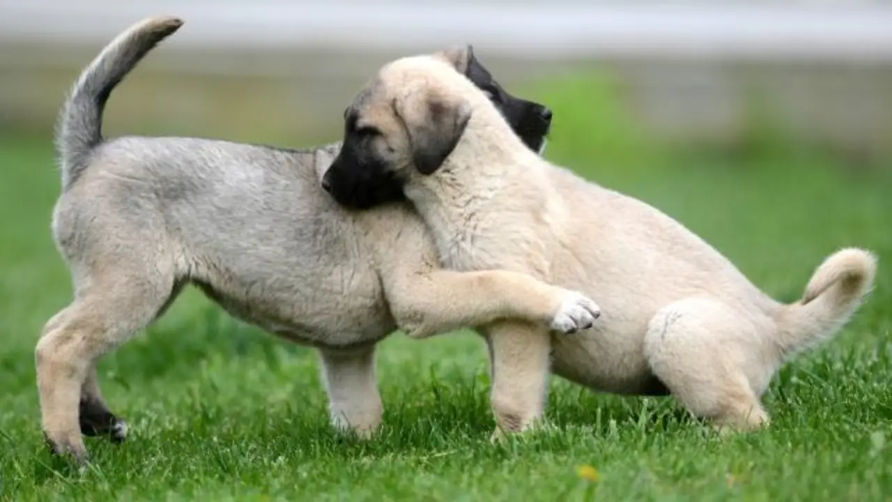 Türkiye Hayvanları Koruma Vakfı’ndan sahipsiz köpek genelgesine tepki