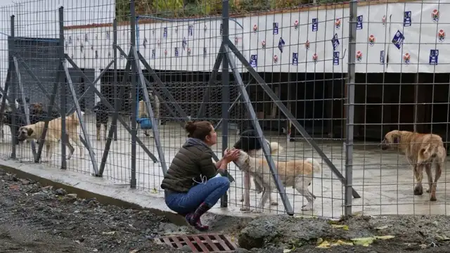 Osmaniye barınağında ihmal iddiası: Köpek öldü