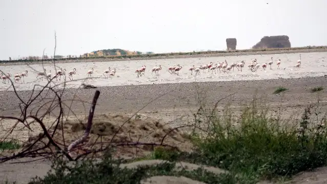 Kuraklık nedeniyle flamingolar yer değiştirdi