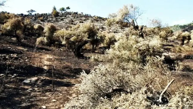 Muğla Büyükşehir Belediyesi'nden madene açılacak zeytinlikler için rapor: 57 köy, 82 bin zeytin ağacı yok olma riski var