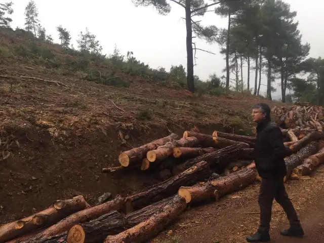 ÖZEL DOSYA | Türkiye bile isteye ormansızlaştırılıyor