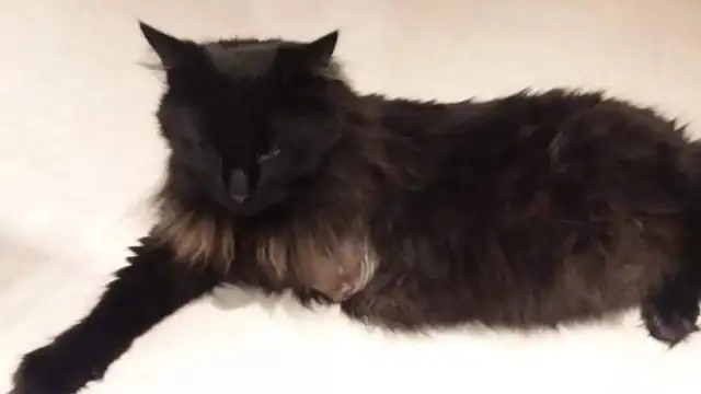 Medyada bir ilk, bir kedi köşe yazarı oldu: Karşınızda Esmer Kedi Cafer ve ilk yazısı