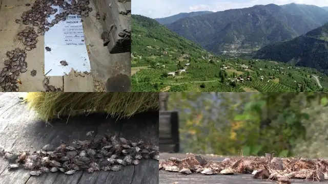 Artvin'i kahverengi kokarca böceği bastı: Evlere bile giriyorlar