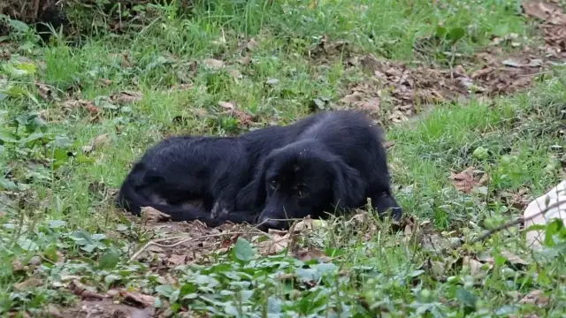 Trabzon'da köpek katliamı: Kimyasal madde ile katlettiler