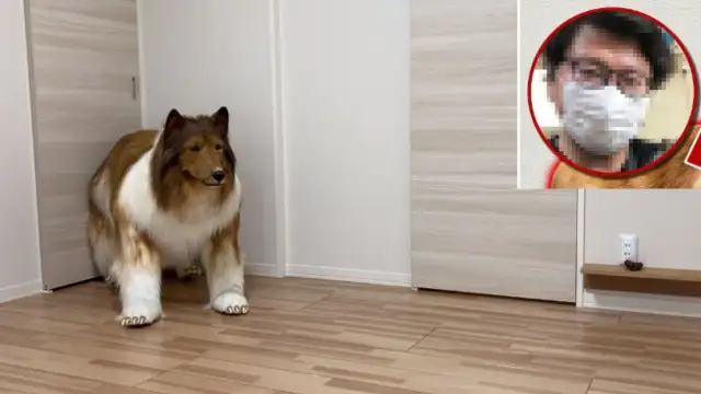 En büyük hayali köpek olmaktı: 2 milyon yen harcayıp köpek olan Japon, Youtube kanalı bile kurdu