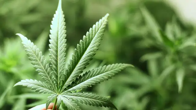 Gönüllü olarak esrar içene para verilecek
