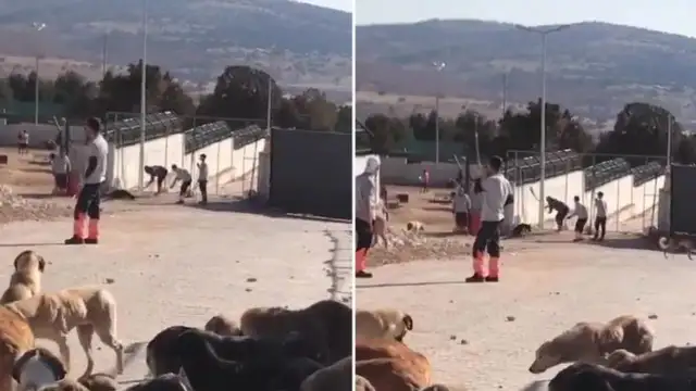 Erdoğan'ın örnek gösterdiği barınakta köpek katliamı: Hayko Cepkin görüntüleri yayınladı, izlemeyin dedi