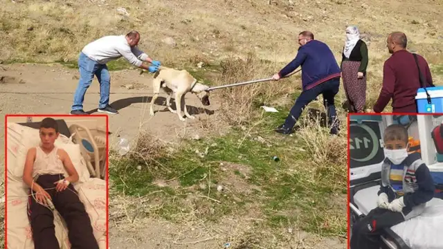 Bitlis'te 36 kuduz vakası: Köpek tarafından ısırılan çocuk ailesinden gizlemiş