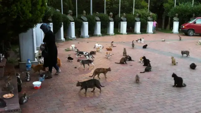 Nişantaşı'nda kedi katilleri türedi: Sokak kedilerinin mamalarına zehir koydular, onlarca kedi öldü