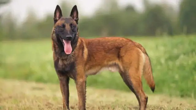 Araştırmalara göre dünyanın en akıllı köpeği Belçika Malinos kurduymuş