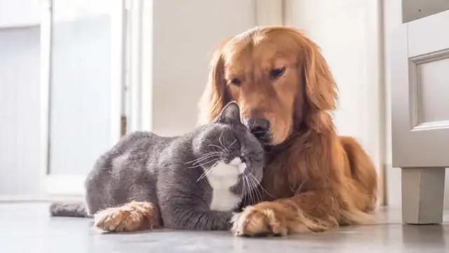 Çiplendirme süresi yıl sonuna kadar uzatıldı, kedi ve köpek sahiplerine zorunlu kayıt şartında değişiklik
