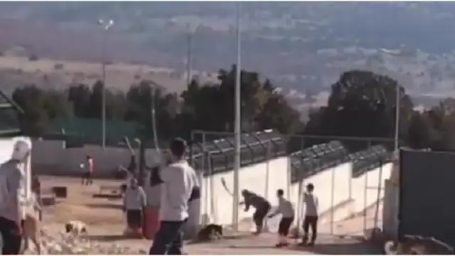 Konya'daki köpek katliamında  2 sanığın serbest bırakılmasına itiraz