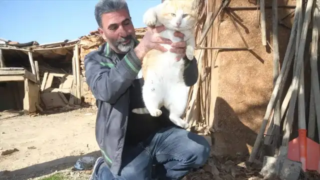 Baba vasiyeti: Konyalı şoför 50 kediye bakıyor, uzaktan izlemek için kamera bile taktı