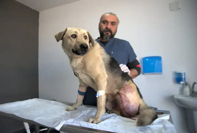 Enkaz altında tüfekle vurulan köpeğin bacağı ampute edildi