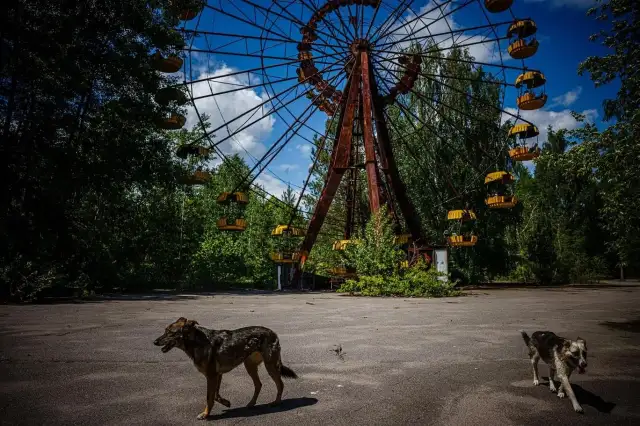 Çernobil'deki köpeklerin genetik açıdan farklılaştığı keşfedildi