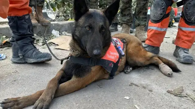 Türkiye'de yeterince arama kurtarma köpeği var mı?