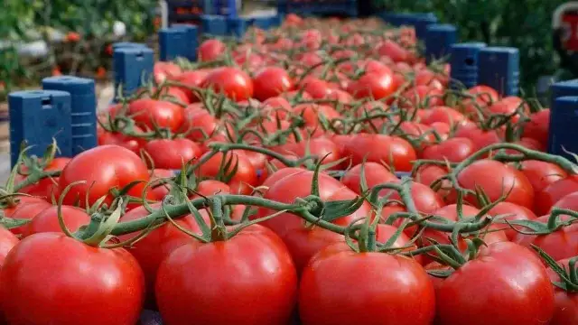 Eylem işe yaradı, domates yasağı kalktı