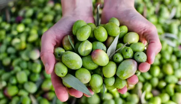 En Verimli ve Yağ Oranı Yüksek Zeytin Türleri
