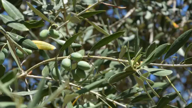 Kilis'te kuraklık zeytin verimini düşürdü: Üreticiler geçim sıkıntısı yaşıyor