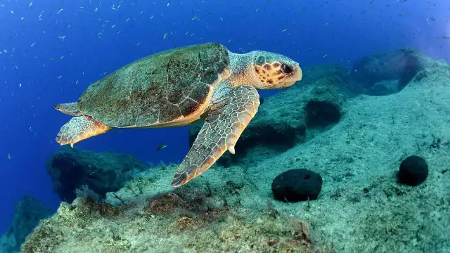 Deniz kaplumbağaları yapay zeka tabanlı sistemle takip edilecek