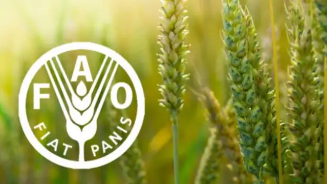 FAO: Küresel gıda fiyatları arzdaki artışla ekimde yüzde 1,6 geriledi