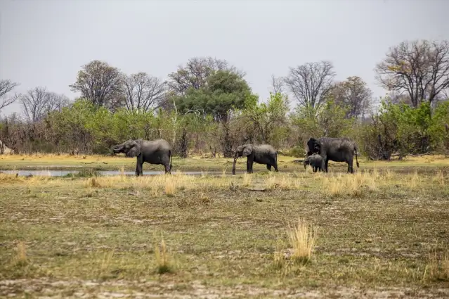 Afrika'nın doğa harikalarından Okavango Deltası'nda kuraklık hakim
