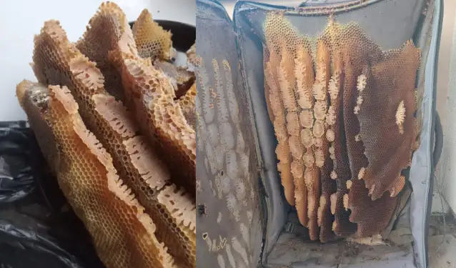 Katkısız, organik! Balkonda bıraktığı valizden kilolarca bal çıktı