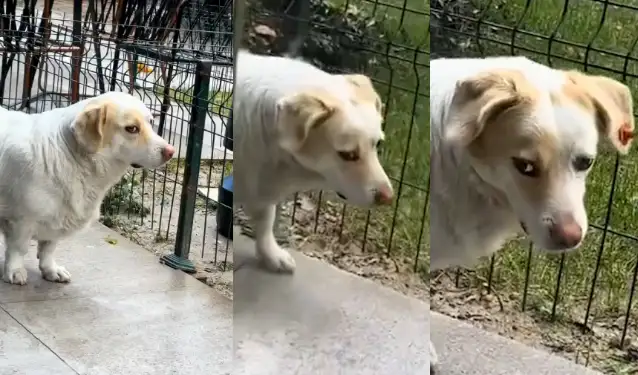 Korkan köpeğin bakışları gündem oldu! "Zarafet ve cilve birleşmiş"