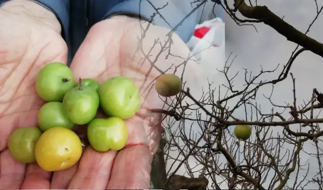 Küresel ısınma! Erik ağacı ocak ayında meyve verdi