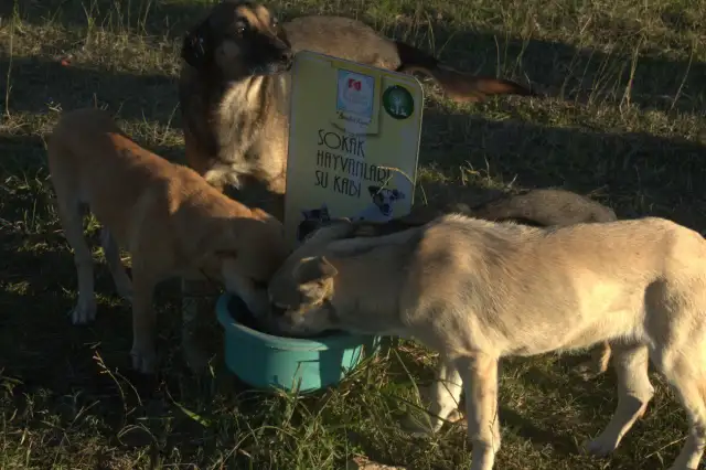 Sahipsiz köpeklere yönelik düzenlemeleri de içeren kanun, Resmi Gazete'de yayımlanarak yürürlüğe girdi