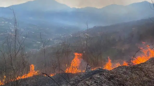 Artvin'de orman yangını! Bir hektarlık alan yok oldu