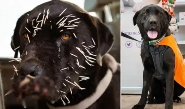Kirpi saldırısına uğrayan köpeğin imdadına koştu!