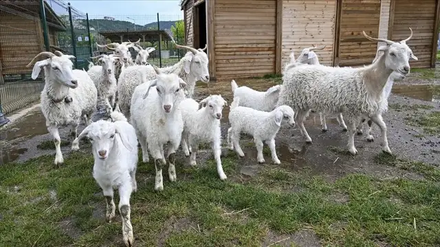 Ankara'daki millet bahçeleri, çok sayıda hayvan türüne ev sahipliği yapıyor