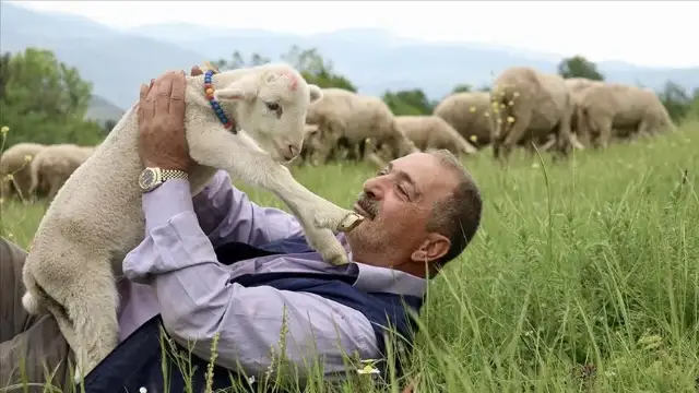 Annesinin reddettiği kuzu Osman'ın her şeyi oldu! Bir an olsun peşini bırakmıyor