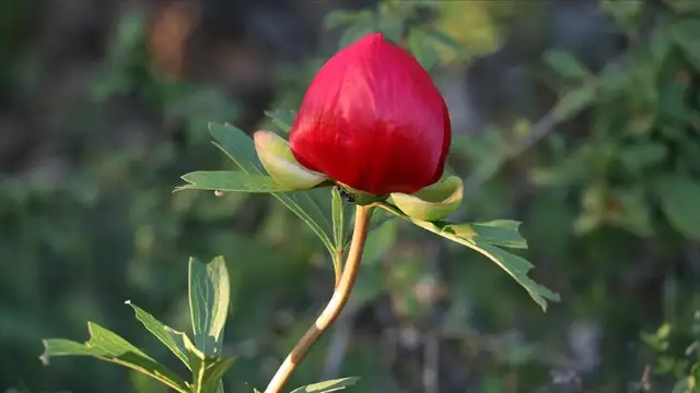 "Ayı gülü" çiçek açtı
