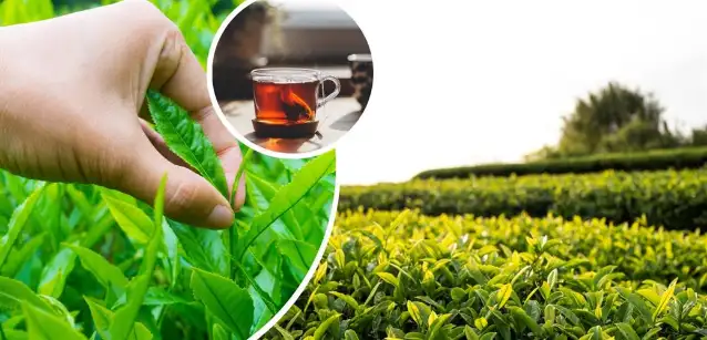 2024 yılı yaş çay alım fiyatı belli oldu