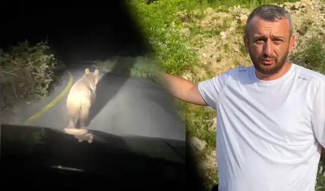 Aracıyla ayı kovalayan adam özür diledi